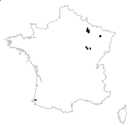 Sisyrinchium montanum Greene - carte des observations