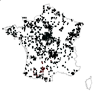 Juncus communis proles conglomeratus (L.) Rouy - carte des observations