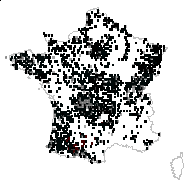 Juncus laxus Robyns & Tournay - carte des observations