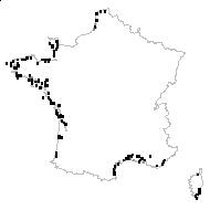 Juncus arabicus (Asch. & Buchenau) Adamson - carte des observations