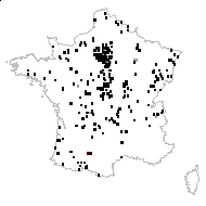 Juncus tenuis var. germanorum (Steud.) Rouy - carte des observations