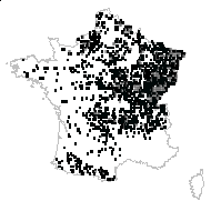 Juncus pilosus L. - carte des observations