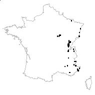 Allium carinatum L. - carte des observations