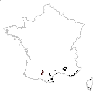 Allium amblyopetalum Link - carte des observations