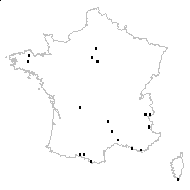 Porrum commune Rchb. - carte des observations