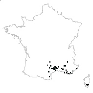 Asphodelus procerus Jord. & Fourr. - carte des observations