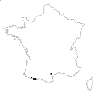 Hyacinthus patulus Desf. - carte des observations