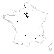 Hemerocallis crocea Lam. - carte des observations