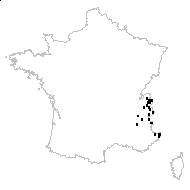 Centaurea nervosa Willd. subsp. nervosa - carte des observations