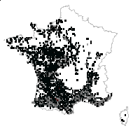 Ruscus flexuosus Mill. - carte des observations