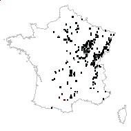 Scilla dubia K.Koch - carte des observations