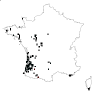 Anthericum planifolium L. - carte des observations