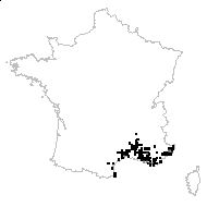 Barlia longibracteata var. gallica (Lindl.) Rouy - carte des observations