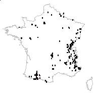 Coeloglossum purpureum Schur - carte des observations