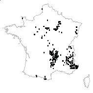 Satyrium repens L. - carte des observations