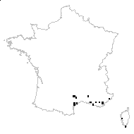 Ophrys incubacea Bianca - carte des observations