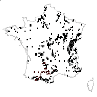 Orchis mascula (L.) L. - carte des observations