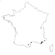 Anacamptis morio subsp. picta (Loisel) Jacquet & Scappat. - carte des observations