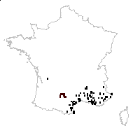 Aegilops geniculata Roth - carte des observations