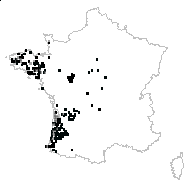 Agrostis curtisii Kerguélen - carte des observations