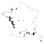 Alopecurus palustris subsp. bulbosus (L.) Syme - carte des observations