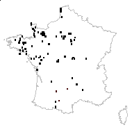 Holcus avenaceus var. nodosus Vis. - carte des observations