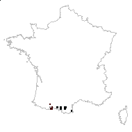 Helictotrichon sulcatum (J.Gay ex Boiss.) Potztal - carte des observations