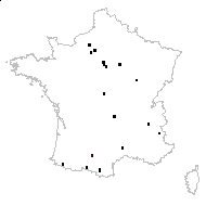 Avena spicata L. - carte des observations