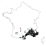 Bromus longifolius Schousb. - carte des observations