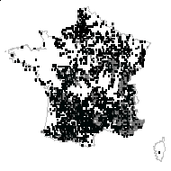 Brachypodium loliaceum (Ten.) Roem. & Schult. - carte des observations