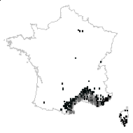 Bromus ramosus var. corniculatus St.-Amans - carte des observations