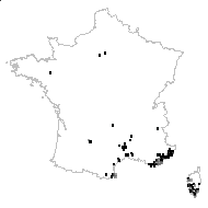 Briza maxima L. - carte des observations