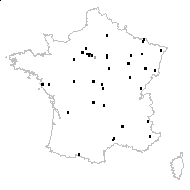 Bromus mollis var. secalinus (L.) Huds. - carte des observations