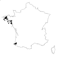 Cirsium filipendulum Lange - carte des observations