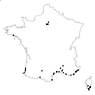 Gynerium purpureum Carrière - carte des observations
