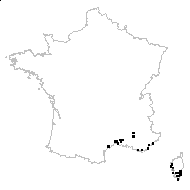 Corynephorus articulatus (Desf.) P.Beauv. - carte des observations