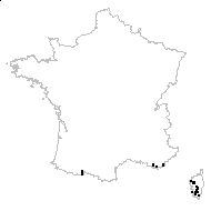 Chrysurus paradoxus Sommier - carte des observations