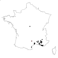 Echinaria capitata (L.) Desf. - carte des observations