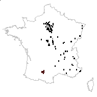 Poa eragrostis L. - carte des observations