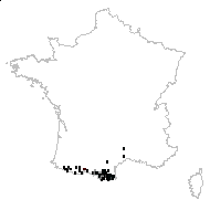 Festuca gautieri subsp. scoparia (Hack. & A.Kern.) Kerguélen - carte des observations