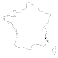 Festuca pumila Chaix - carte des observations