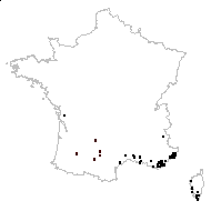 Agrostis ventricosa Gouan - carte des observations