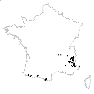 Avenastrum montanum (Vill.) Vierh. - carte des observations