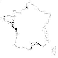 Hordeum maritimum subsp. pubescens (Guss.) K.Richt. - carte des observations