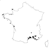 Hordeum rubens Willk. - carte des observations