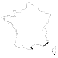 Hyparrhenia hirta (L.) Stapf subsp. hirta - carte des observations