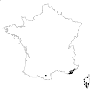 Chrysanthemum myconis var. hybridum (Guss.) P.Fourn. - carte des observations