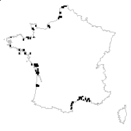 Parapholis filiformis (Roth) C.E.Hubb. - carte des observations