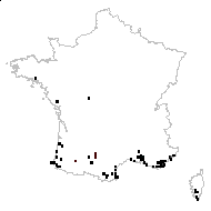 Panicum platense (Spreng.) Kuntze - carte des observations