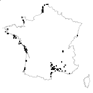 Phalaris arenaria (L.) Huds. - carte des observations